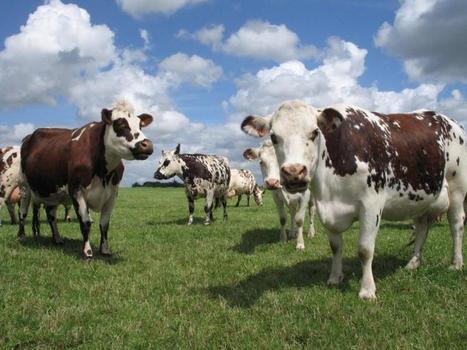 Anticipons les changements inévitables pour l'élevage | SCIENCES DE L' ANIMAL | Scoop.it