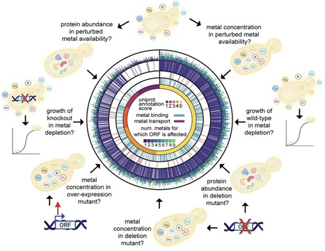 The molecular landscape of cellular metal ion biology | Csys | RMH | Scoop.it