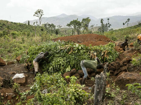 L'ultime bataille de villageois sierra-léonais contre la déforestation massive de leurs régions | Biodiversité - @ZEHUB on Twitter | Scoop.it