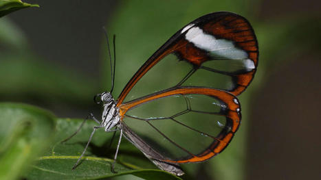 How glasswing butterflies make their wings transparent | Rainforest CLASSROOM | Scoop.it