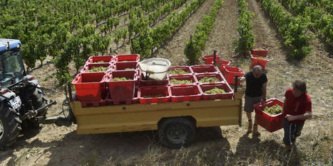 2021, une année éprouvante pour la viticulture française | SCIENCES DU VEGETAL | Scoop.it