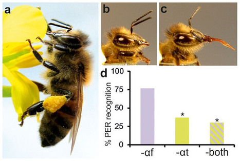 Les gaz d'échappement des moteurs diesel dégradent rapidement les odeurs florales utilisées par les abeilles [en anglais] | EntomoNews | Scoop.it