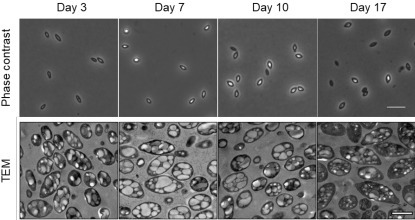 Intracellular carbon storage enables starvation survival in marine bacteria | brvm | RMH | Scoop.it