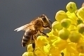 Abeilles : le gouvernement pourrait interdire le pesticide Cruiser OSR - France Info | EntomoNews | Scoop.it