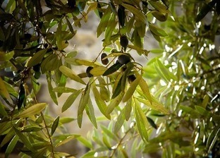 Ataques a los olivares intensivos en Portugal  | OLIVE NEWS | Scoop.it