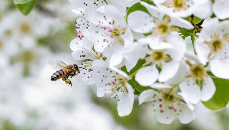 Fanny Mondet : "L'objectif est de sortir de la dépendance aux pesticides" pour sauver les abeilles | EntomoScience | Scoop.it
