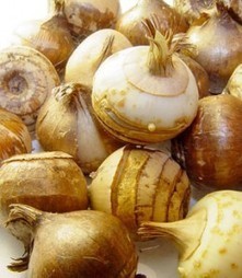 When to Plant Bulbs in the Fall | Horticulture | HORTICULTURE | Scoop.it