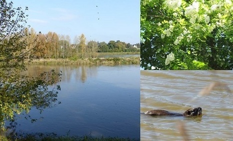 Lettre d'Infos Invasives Loire-Bretagne #8 | Biodiversité | Scoop.it