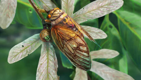 New Species of Fossil Singing Cicada Found in Germany | Sci.News | EntomoNews | Scoop.it