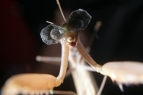Pourquoi cette mante religieuse porte les plus petites lunettes 3D du monde ? | EntomoScience | Scoop.it