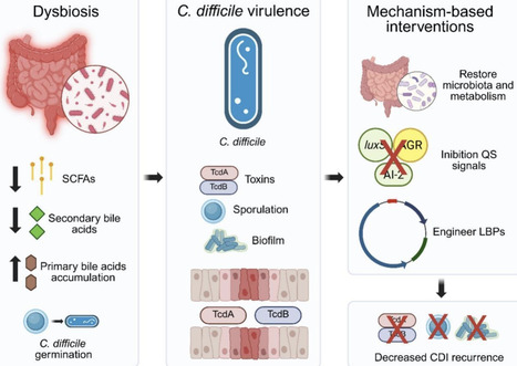 Modulation of Clostridioides difficile virulence by metabolites derived from probiotic consortia and genetically edited strains | BAdv | RMH | Scoop.it