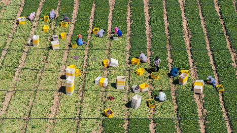 FOOD: Why can&rsquo;t a tech-savvy China make its food safe?&nbsp; | ALIMENTATIONS | Scoop.it