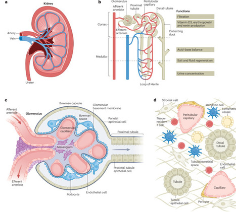 Kidney immunology from pathophysiology to clinical translation | Nature Reviews Immunology | Immunology | Scoop.it