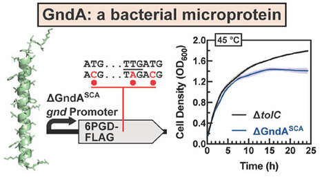 The GndA Microprotein Promotes Cell Growth during Heat Shock in Escherichia coli | acs | RMH | Scoop.it