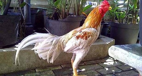 Ciri Pukulan Ayam Blorok Madu Yang Sangat Memat
