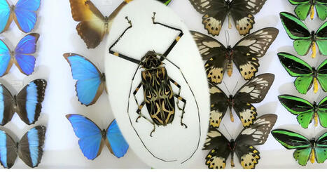 Conférence "La Collection De Monsieur Puech" le 30 septembre 2025, à Langogne (Lozère) | Variétés entomologiques | Scoop.it