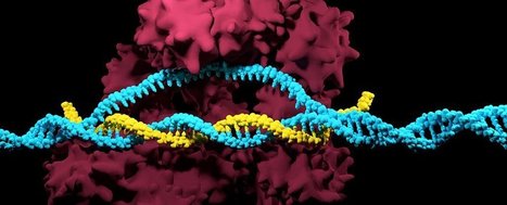 Scientists who said CRISPR is dangerous can't even replicate their own results | Genetic Engineering in the Press by GEG | Scoop.it