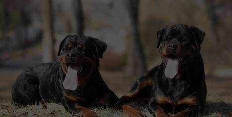 best raw dog food delivery