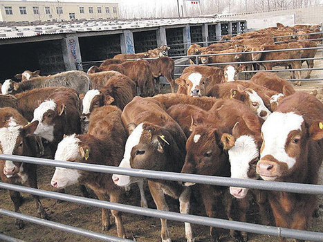 Viande bovine. En Chine, la production baisse, les importations grimpent | La Gazette des abattoirs | Scoop.it