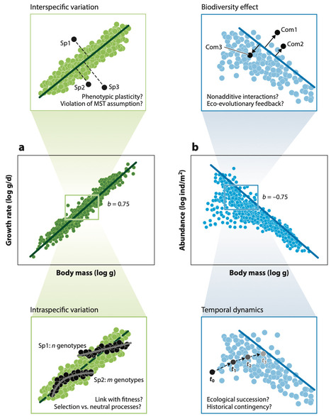 From Organism Traits to Ecosystem Processes: Why Size Is So Important | AnR | RMH | Scoop.it