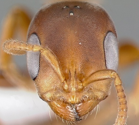 Comment un arbre m&egrave;ne des fourmis &agrave; l&rsquo;esclavage | EntomoScience | Scoop.it