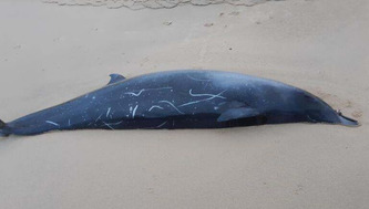Landes : une baleine à bec retrouvée morte sur la plage à Capbreton - ici | Landes - Conseils municipaux & communautaires | Scoop.it