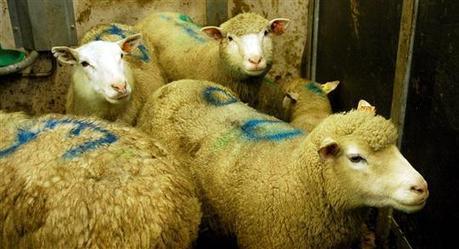 Belfort | Les musulmans auront-ils un abattoir mobile pour l'Aïd ? | La Gazette des abattoirs | Scoop.it