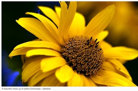 Find Great and Free To Use Public Domain Images on Pixabay | Presentation Tools | Scoop.it