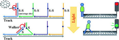 An Autonomous and Controllable Light-Driven DNA Walking Device | Natural Products Chemistry Breaking News | Scoop.it