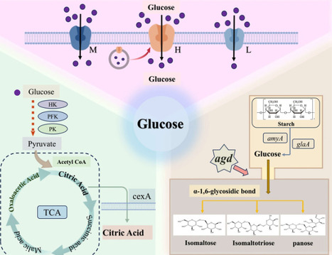 Decreasing the Non-Fermentable Sugar Concentration in Aspergillus niger by Destroying the &alpha;-Glucosidase Genes | mdpi | RMH | Scoop.it