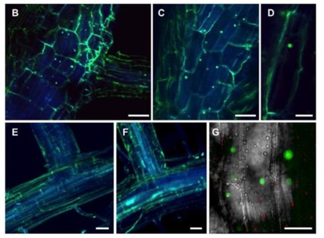 Direct and Indirect Visualization of Bacterial Effector Delivery into Diverse Plant Cell Types During Infection | The Plant Cell | Scoop.it