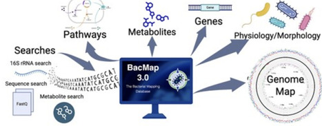 BacMap 3.0: a comprehensive knowledgebase of annotated bacterial genomes | nar | RMH | Scoop.it