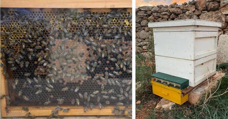 Project launched to protect MALTA&rsquo;s beekeepers and honey bees | CIHEAM Press Review | Scoop.it