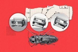 Des insectes-robots sauteurs inspirés de coléoptères | EntomoNews | Scoop.it
