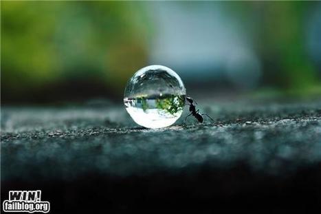 Mother Nature FTW: Hard Working Ant | Win | Scoop.it