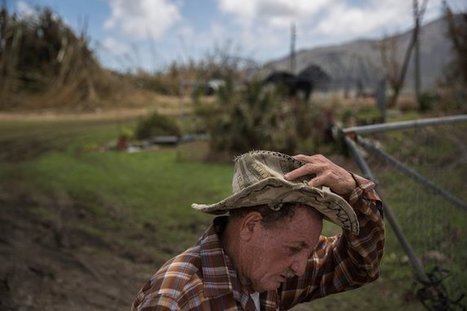 Puerto Rico&rsquo;s Agriculture and Farmers Decimated by Maria | AM&Eacute;RIQUES | Scoop.it