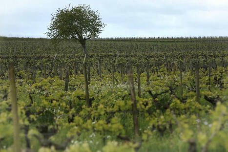 La crise du cognac a des impacts forts sur le patrimoine des viticulteurs, autant les jeunes que les retraités. | Le Cognac et son vignoble | Scoop.it