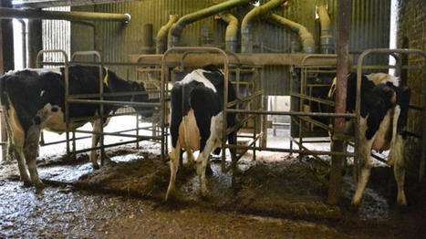 Projet Harpagon sur l'alimentation de précision en vaches laitières | Actualités de l'élevage | Scoop.it