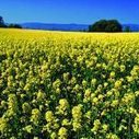 Agro-industrie : Extension des superficies de colza en Tunisie | Huiles végétales | Scoop.it