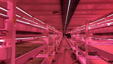 Londres: lumières artificielles et plantations hors-sol, les tendances de l’agriculture urbaine - Grand reportage | ESPACES VEGETALISES URBAINS | Scoop.it
