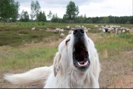 Que faire si vous tombez nez à nez avec un patou ? | Vallées d'Aure & Louron - Pyrénées | Scoop.it