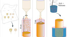 A continental scale analysis reveals widespread root bimodality | Papers | Scoop.it