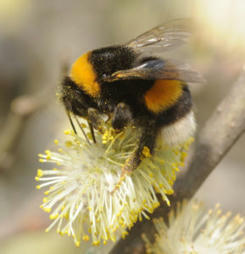 Appel aux cueilleurs volontaires pour récolter du pollen dans le cadre du programme de Sciences participatives (UCLouvain) – biodiversité et pollinisateurs sauvages. | Variétés entomologiques | Scoop.it