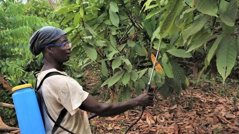 AFRICA: Beekeepers in Cote d'Ivoire help reduce dependence on glyphosate pesticide | AFRIQUES | Scoop.it