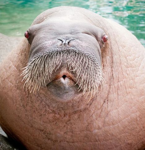 E.T. The Walrus Demonstrates His Wide Range of Vocalizations | Walking On Sunshine | Scoop.it
