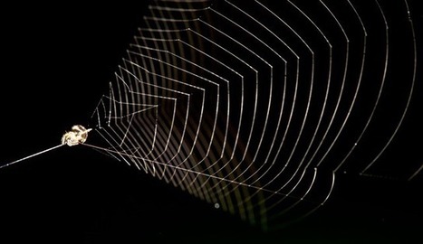 Redécouverte de l’araignée qui tend et relâche sa toile pour attraper ses proies volantes (vidéo) | EntomoNews | Scoop.it