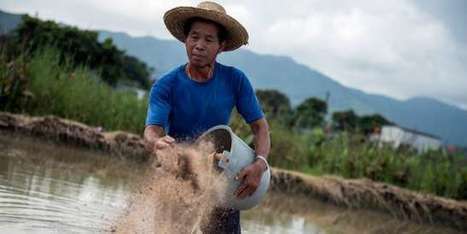 Une agriculture 100 % biologique pourrait nourrir la planète en 2050 | Le bio | Scoop.it