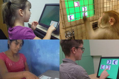 Humans and monkeys show similar thinking patterns | Amazing Science | Scoop.it