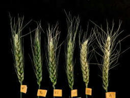 The breeding out of WHEAT resistance to a destructive fungus | CIHEAM Press Review | Scoop.it