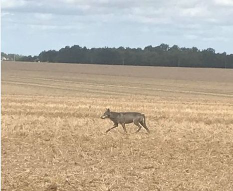 Un loup gris aperçu à Crucey-Villages, une première depuis cent ans en Eure-et-Loir ! - Crucey-Villages (28270) - L'Echo Républicain | Loup | Scoop.it